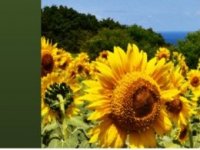 AOGS 2026 : sessions sp&eacute;cialis&eacute;es d'int&eacute;r&ecirc;t pour la communaut&eacute; littorale et c&ocirc;ti&egrave;re