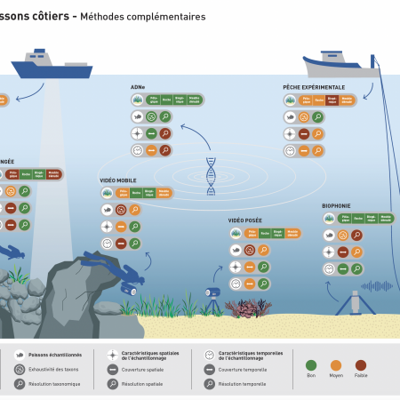 Atelier Observation Poissons côtiers 