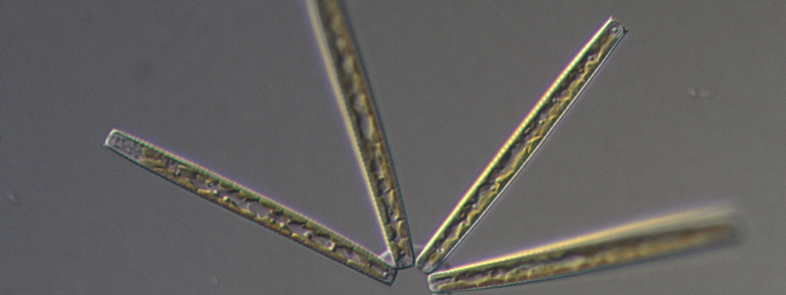 Vue microscopique de l'espèce Thalassionema sp © Fabienne Rigaut-Jalabert, Ifremer